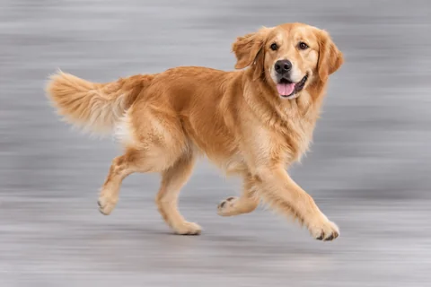 Tracked motion photo — dog