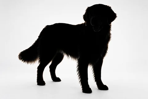 Graphic silhouette — dog