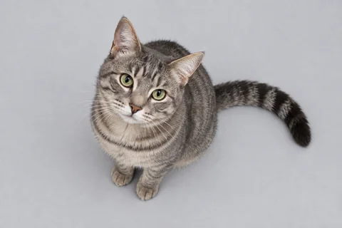 Overhead view — cat